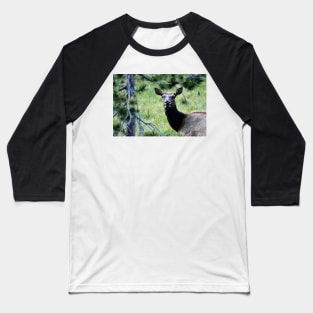 Elk in Rocky Mountain National Park Baseball T-Shirt